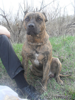 Щенки питбультерьера - Изображение #4, Объявление #477100