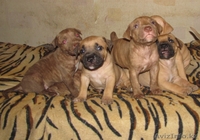 Щенки питбультерьера - Изображение #2, Объявление #477100