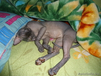 котята донского сфинкса черного окраса с отл.родословной - Изображение #3, Объявление #459549