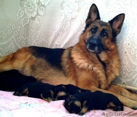 НЕМЕЦКОЙ ОВЧАРКИ щенки  в питомнике - Изображение #3, Объявление #471988