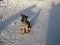 Восточно-европейская овчарка - Изображение #1, Объявление #494816