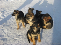 Восточно-европейская овчарка - Изображение #2, Объявление #494816