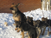 Восточно-европейская овчарка - Изображение #3, Объявление #494816
