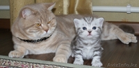 британские котята с родословной - Изображение #3, Объявление #489364