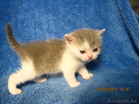 Элитные британские котята редких окрасов,д.р.17.02.2012 - Изображение #3, Объявление #586640