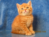Элитные британские котята редких окрасов,д.р.17.02.2012 - Изображение #4, Объявление #586640