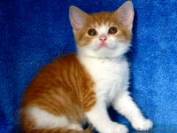 Элитные британские котята редких окрасов,д.р.17.02.2012 - Изображение #6, Объявление #586640