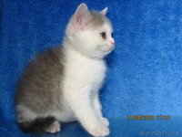 Элитные британские котята редких окрасов,д.р.17.02.2012 - Изображение #7, Объявление #586640