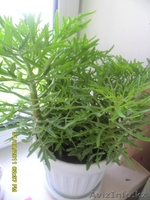 Продам комнатные цветы - Изображение #3, Объявление #625793