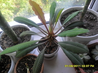 Продам комнатные цветы - Изображение #1, Объявление #625793