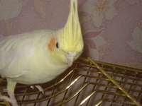 Попугай корелла и волнистый - Изображение #1, Объявление #664462