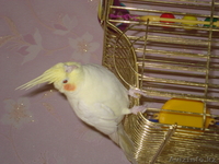 Попугай корелла и волнистый - Изображение #2, Объявление #664462