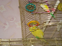 Попугай корелла и волнистый - Изображение #3, Объявление #664462