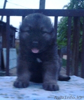 Продам щенков кавказской овчарки - Изображение #3, Объявление #656097