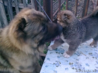 Продам щенков кавказской овчарки - Изображение #2, Объявление #656097