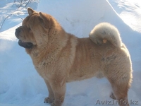 Высокопородные щенки ЧАУ-ЧАУ - Изображение #2, Объявление #777063