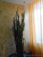 Малочай комнатный - Изображение #2, Объявление #969113