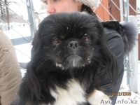 Чистокровный пекинес, темный окрас, 1.5 мес. - Изображение #2, Объявление #1006319