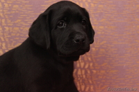 продам щенка лабрадора - Изображение #2, Объявление #1020581