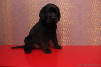 продам щенка лабрадора - Изображение #1, Объявление #1020581