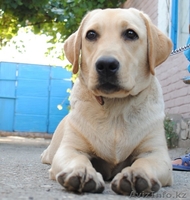 Элитные щенки лабрадора_ретривера - Изображение #3, Объявление #1033481