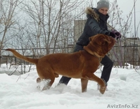 Бордоский дог (Французский мастиф) великолепный кобель 2 года. - Изображение #2, Объявление #1085509