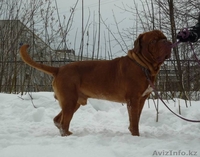 Бордоский дог (Французский мастиф) великолепный кобель 2 года. - Изображение #3, Объявление #1085509