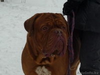 Бордоский дог (Французский мастиф) великолепный кобель 2 года. - Изображение #4, Объявление #1085509