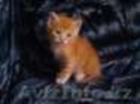 Котята отдам в хорошие руки - Изображение #1, Объявление #1108662