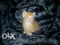 Котята отдам в хорошие руки - Изображение #2, Объявление #1108662