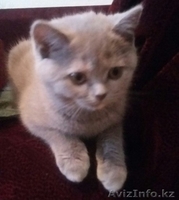 Шотландсткие Кошечки - Изображение #2, Объявление #1214796