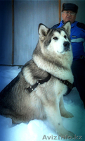 Маламуты с Аляски - Изображение #1, Объявление #1215929