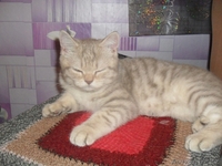 Продам британского котенка! - Изображение #2, Объявление #1220778