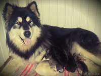 Маламуты с Аляски - Изображение #3, Объявление #1215929