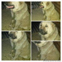 продаются щенки кавказкой овчарки - Изображение #1, Объявление #1275854