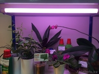 Фитолампа FLUORA для растений L 18W/77 G13 OSRAM. - Изображение #2, Объявление #1438552