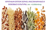 Экспорт зерновых, масличных, бобовых крупным оптом с Казахстана, тел. +777860161 - Изображение #2, Объявление #1697614