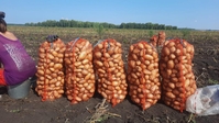 Осуществляем продажу и отгрузку картофеля – Новый урожай 2023. Сорт Импала. Вид  - Изображение #1, Объявление #1738933