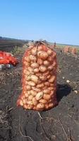 Осуществляем продажу и отгрузку картофеля – Новый урожай 2023. Сорт Импала. Вид  - Изображение #2, Объявление #1738933