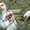 Индоутки белые (селезни и утки) - Изображение #1, Объявление #110453