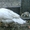 Индоутки белые (селезни и утки) - Изображение #2, Объявление #110453