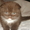 Шотландские вислоухие котята - Изображение #1, Объявление #270583