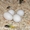 оплодотворенные яйца попугаев на продажу #337093