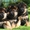 НЕМЕЦКОЙ ОВЧАРКИ щенки  в питомнике - Изображение #1, Объявление #471988
