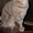 британские котята с родословной - Изображение #2, Объявление #489364