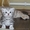 британские котята с родословной - Изображение #3, Объявление #489364