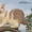 Элитные британские котята редких окрасов,д.р.17.02.2012 - Изображение #1, Объявление #586640