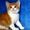 Элитные британские котята редких окрасов,д.р.17.02.2012 - Изображение #6, Объявление #586640