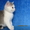 Элитные британские котята редких окрасов,д.р.17.02.2012 - Изображение #7, Объявление #586640