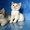 Элитные британские котята редких окрасов,д.р.17.02.2012 - Изображение #5, Объявление #586640